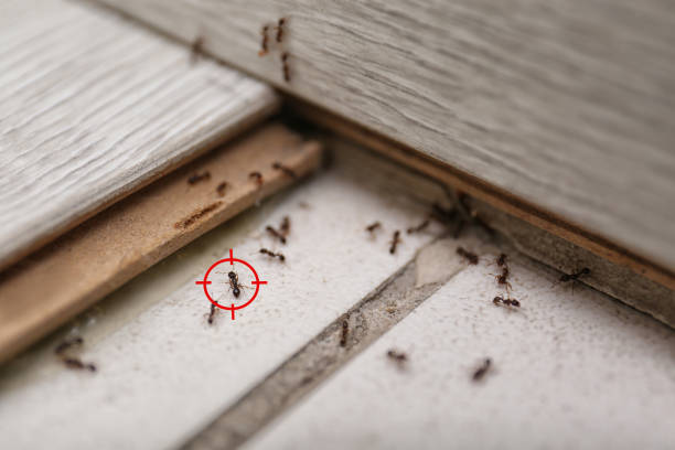 Best Best Pest Control Companies  in Davis, OK