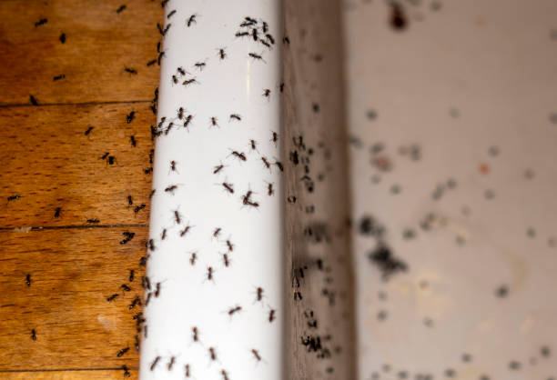 Best Best Pest Control Near Me  in Davis, OK