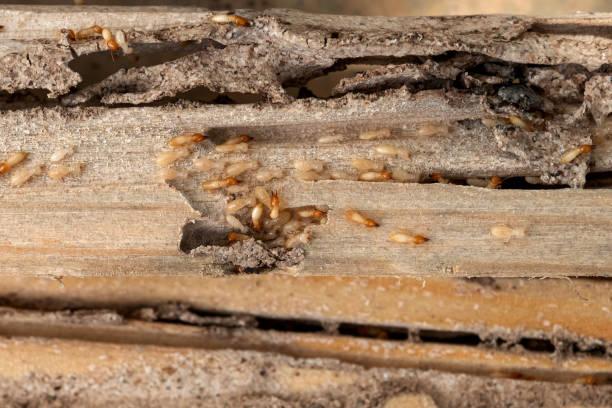 Best Pest Control for Homes  in Davis, OK